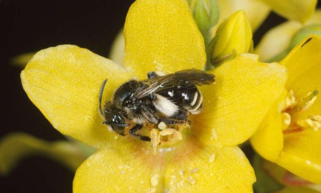 Wildbienen – Von Feinschmeckern, Generalisten und Schmarotzern