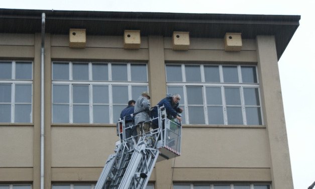 Neuer Wohnraum für seltene Vogelart