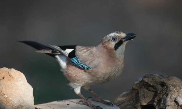 Eichelhäher: Vogel mit Elefantengedächtnis