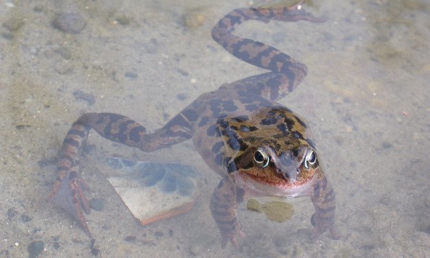 Grasfrosch