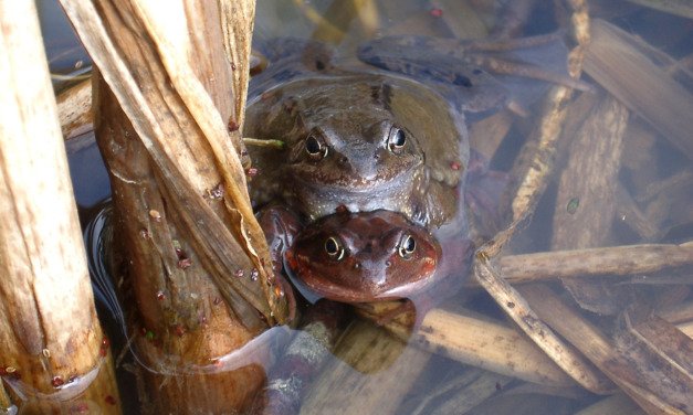 Amphibienhochzeit am Haldenweiher Zofingen