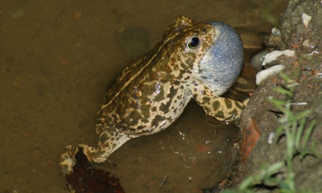 Amphibienkonzert in der Kiesgrube