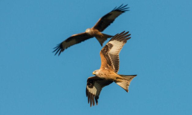 EuroBirdwatch: Flugbetrieb über Vordemwald