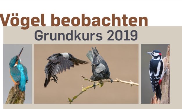 Neuer Vogelgrundkurs im Frühjahr 2019