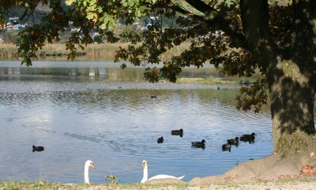 Besuch des BirdLife-Naturzentrums am Klingnauer Stausee: 9. Februar 2020