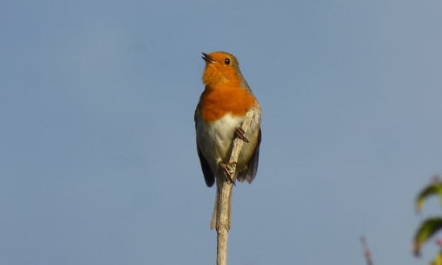 Vogelstimmen und Musik: 20. Februar 2020