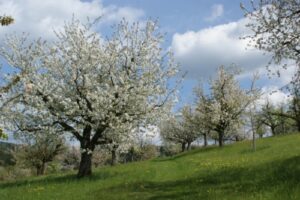 Obstgarten Reuten