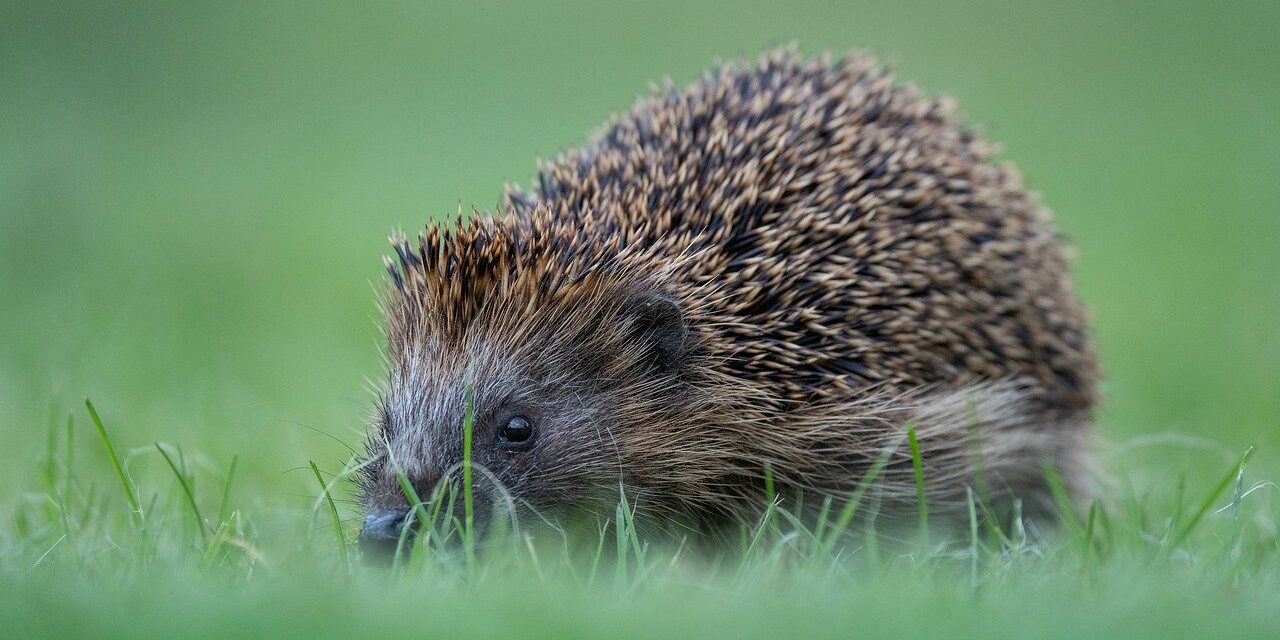 Aus dem heimlichen Leben der Igel