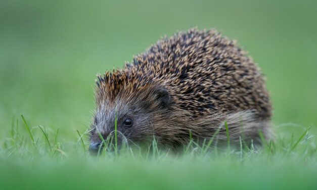 Aus dem heimlichen Leben der Igel