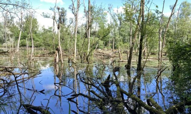 Exkursion in die Petite Camargue Alsacienne