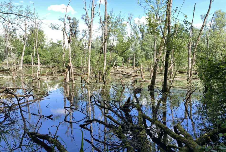 Exkursion in die Petite Camargue Alsacienne